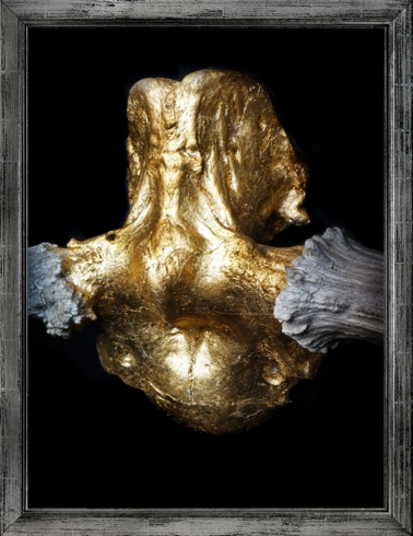 Elk skull gold plated